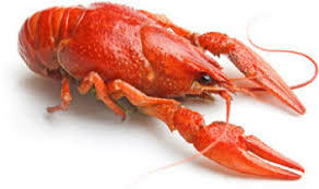 FROZEN CRAWFISH